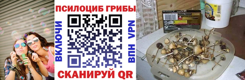 Купить закладки  Каменка  Галлюциногенные грибы MAGIC MUSHROOMS 